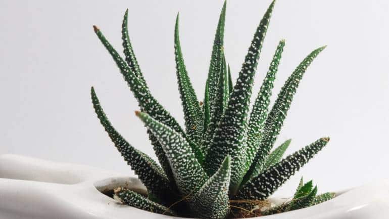 Air purifying indoor plants: Some plants, like lavender and jasmine, release soothing scents that promote relaxation and better sleep. Others, like snake plants and aloe vera, release oxygen at night, help to improve air quality while you rest (Image: Canva)