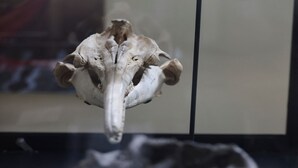 Fossil of 16-million-year-old river dolphin found in Peru has an India connection