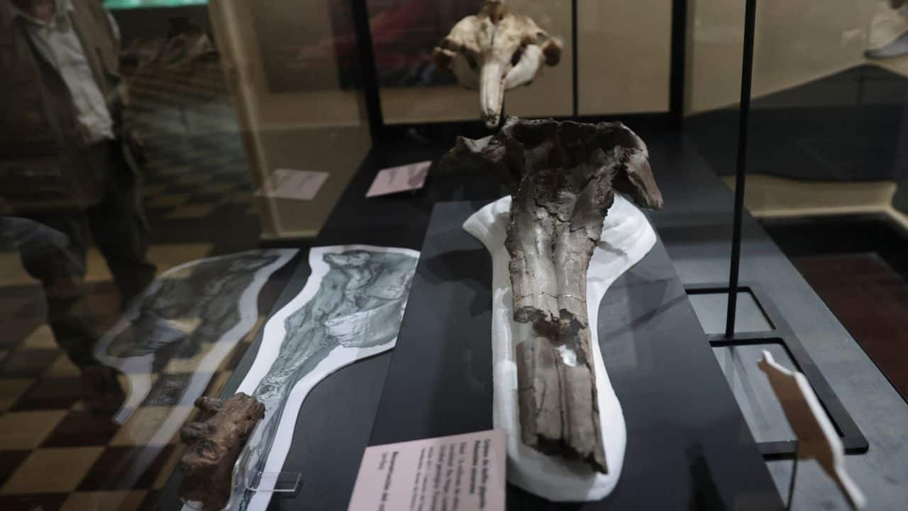 Fossil of 16-million-year-old river dolphin found in Peru has an India  connection