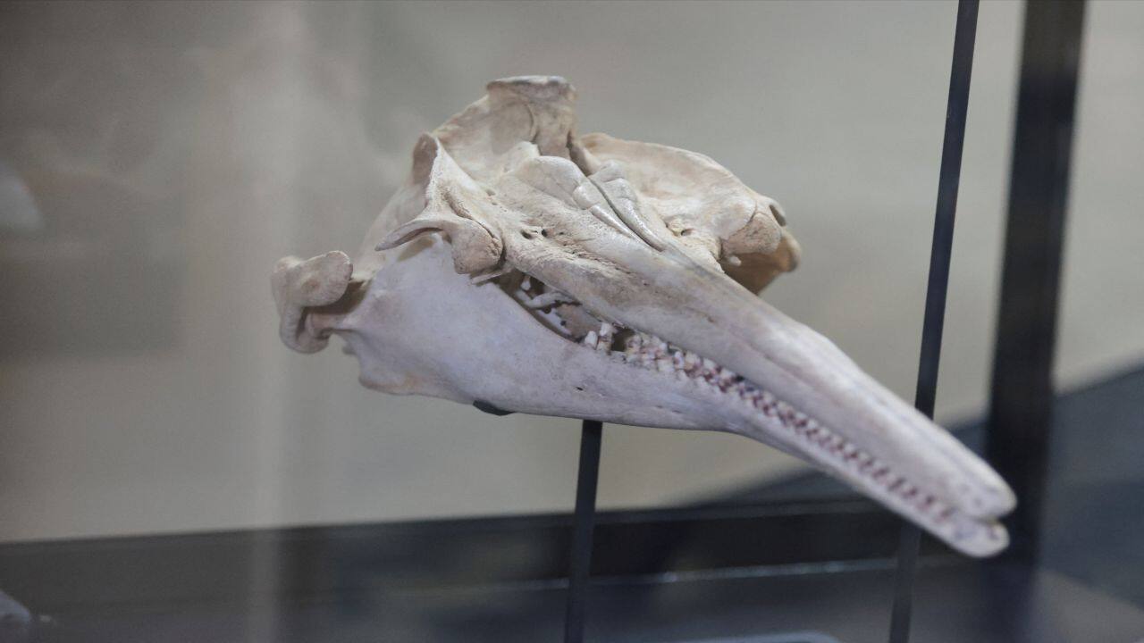 Paleontologist Rodolfo Salas said the skull belonged to the largest dolphin known to have inhabited the waters of South America, measuring 3 to 3.5 meters long (9.8 to 11.4 feet). It was named Pebanista yacuruna after the Yacuruna, a Peruvian mythological being that lived in deep water.