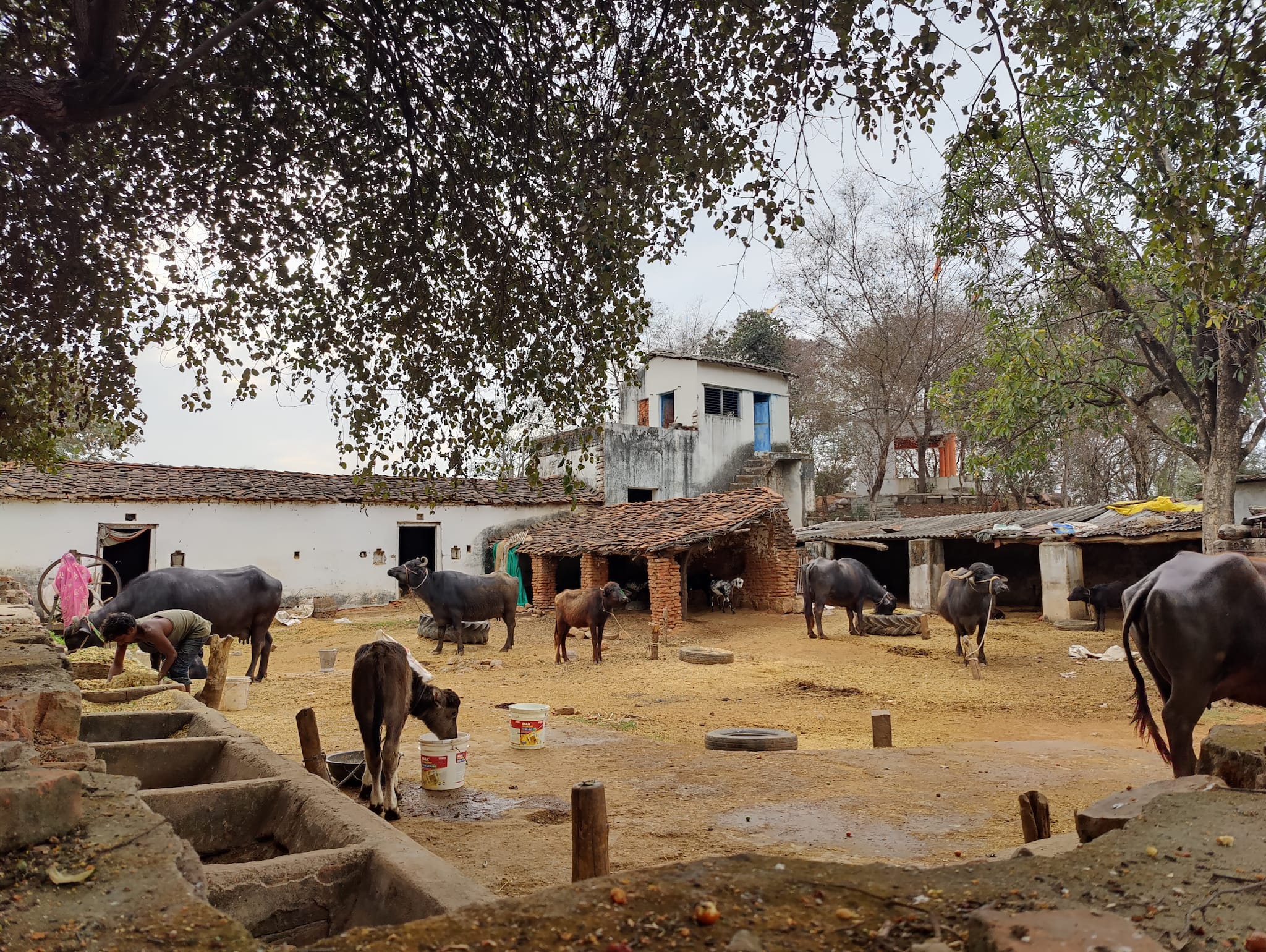 Get a taste of rural life: MP Tourism has embarked on an ambitious rural tourism initiative, offering subsidies to local villagers to set up rustic homestays in surrounding villages. Homecooked local food, activities like bird watching, bullock cart rides and folk music and dance are on the cards here. Most of them are run by local women, and can be booked on portals like Airbnb and makemytrip.com. Surrounded by mustard fields and hills and a mahua tree in the compound, is Mahua Hill View Homestay; not far from here is another called Rekha and Kamala homestay run by two brothers, their wives and children (Photo credit: Kalpana Sunder)