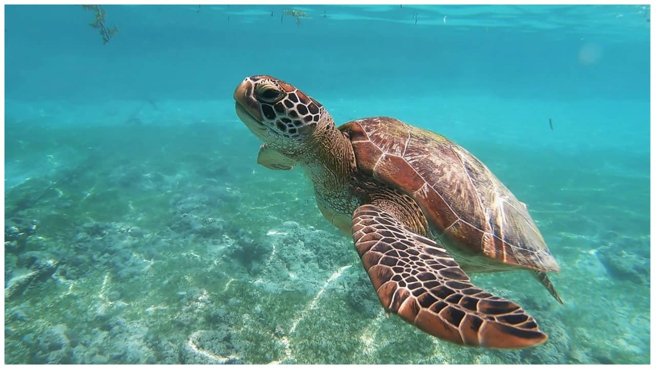 World Turtle Day 2025: Date, History and Why It Matters