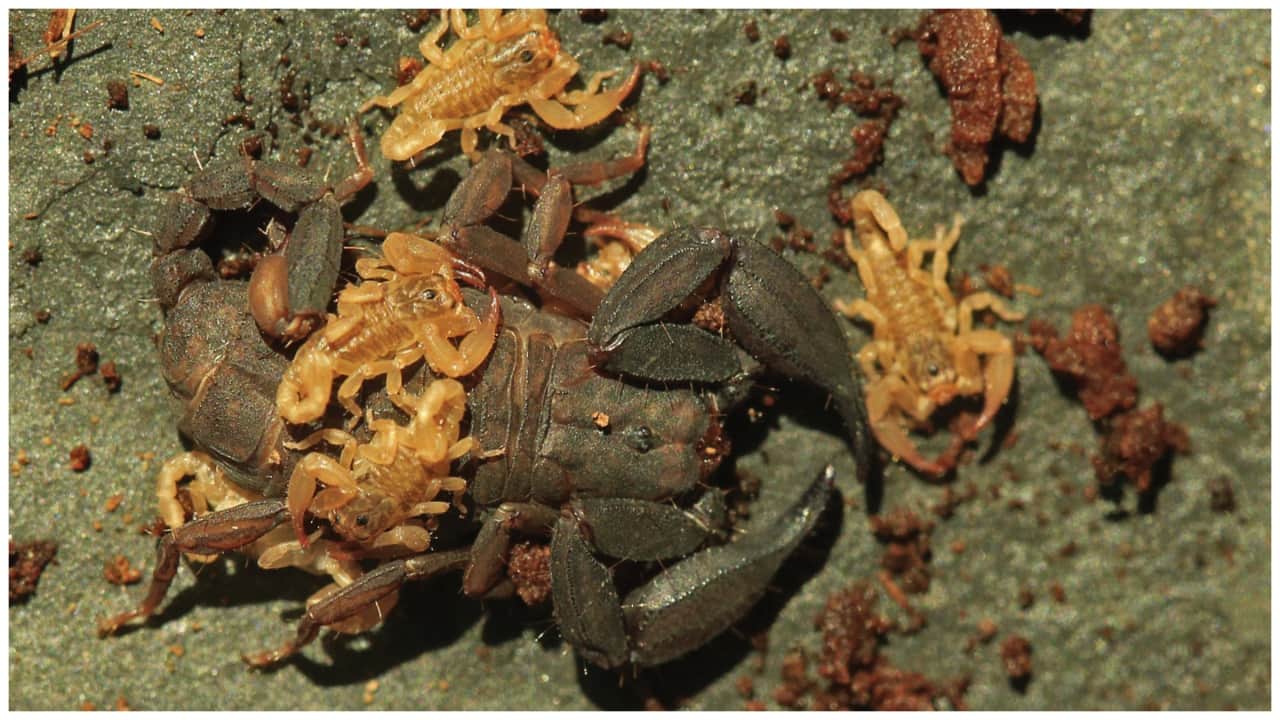 New scorpion species with 8 eyes and 8 legs found in Thai National
