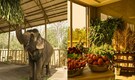 Elephants eat like kings at Ambanis’ Jamnagar rescue centre. A look at the menu