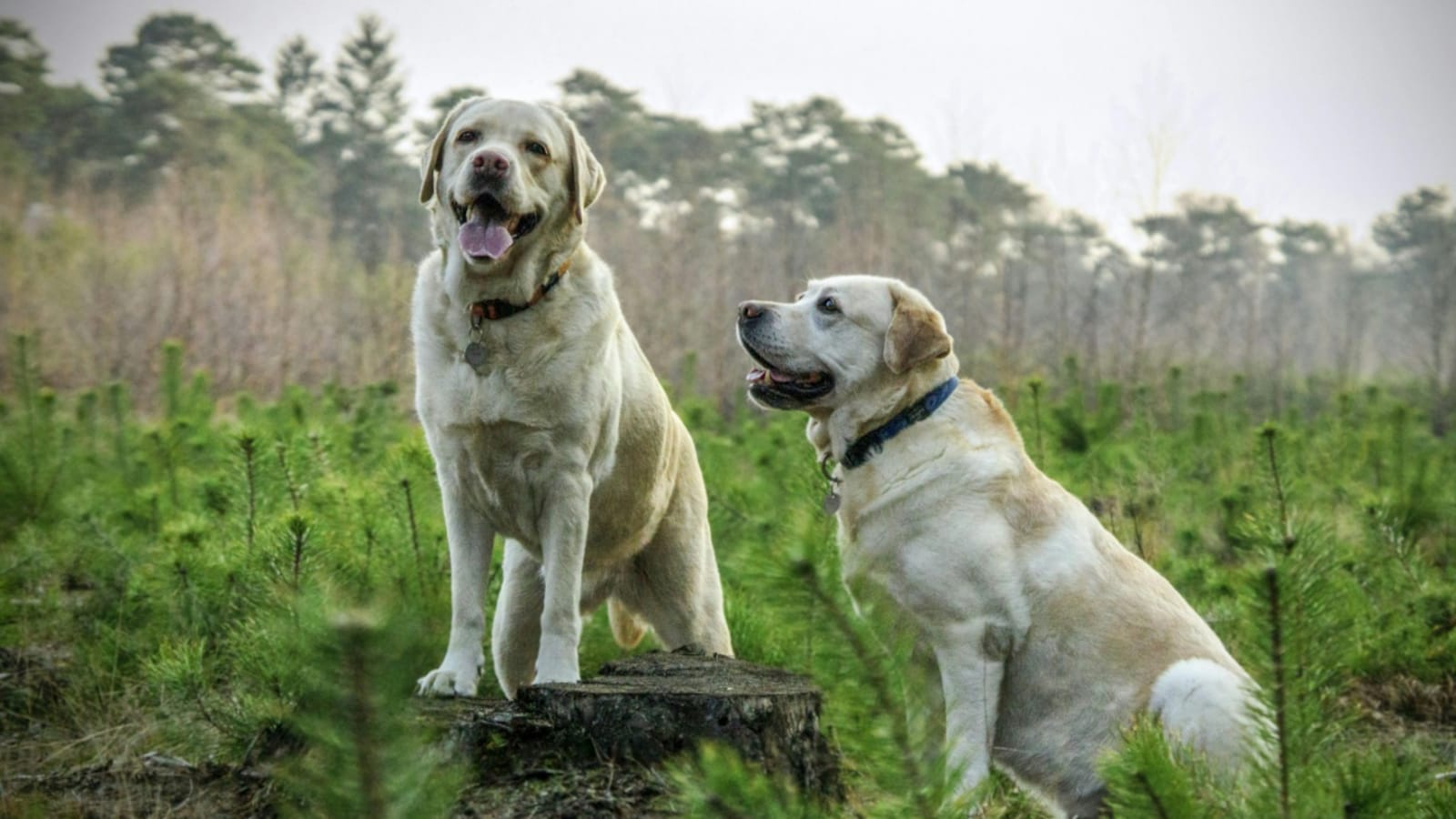 Unlocking Your Dog’s Ancestry DNA Secrets Revealed