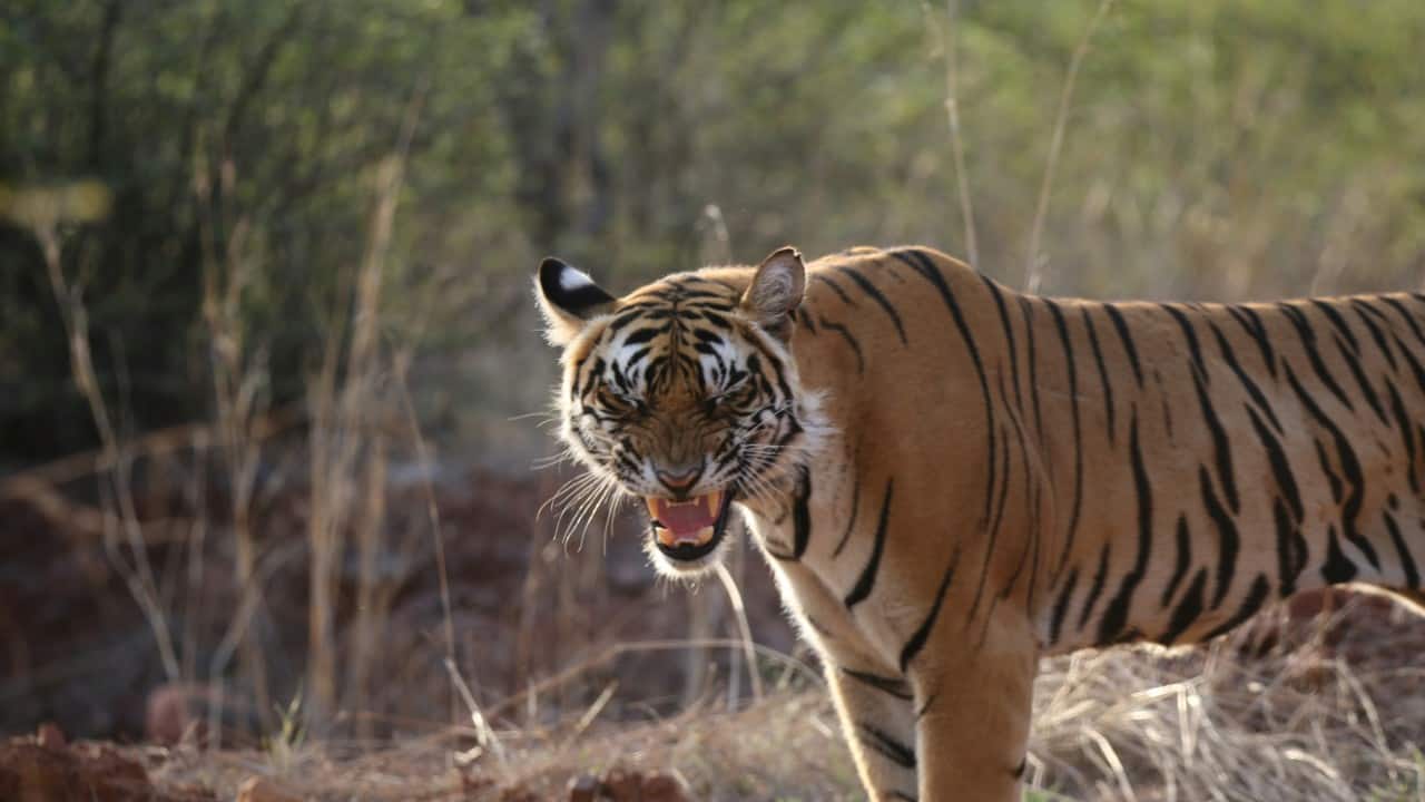 7 best wildlife reserves in India and abroad