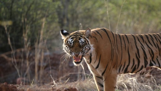7 best wildlife reserves in India and abroad
