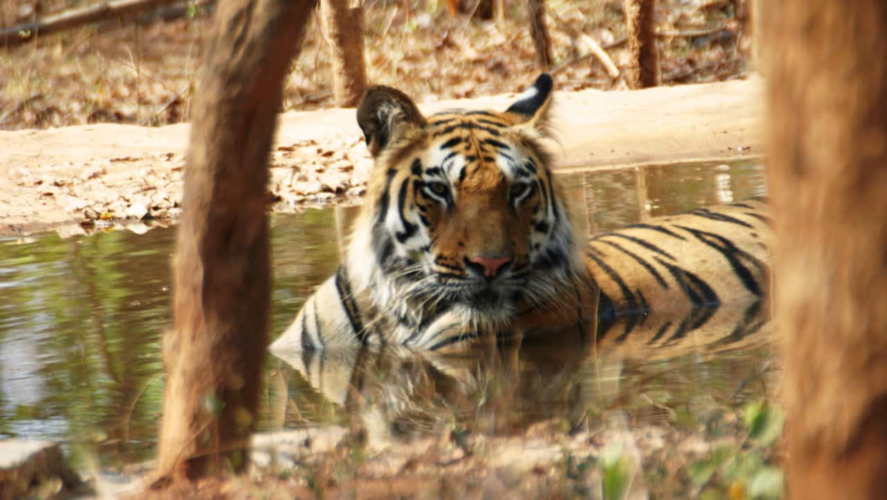 Supreme Court ban on tiger safaris in Jim Corbett: Why balancing ecosystems and economics is critical Supreme Court ban on tiger safaris in Jim Corbett: Why balancing ecosystems and economics is critical