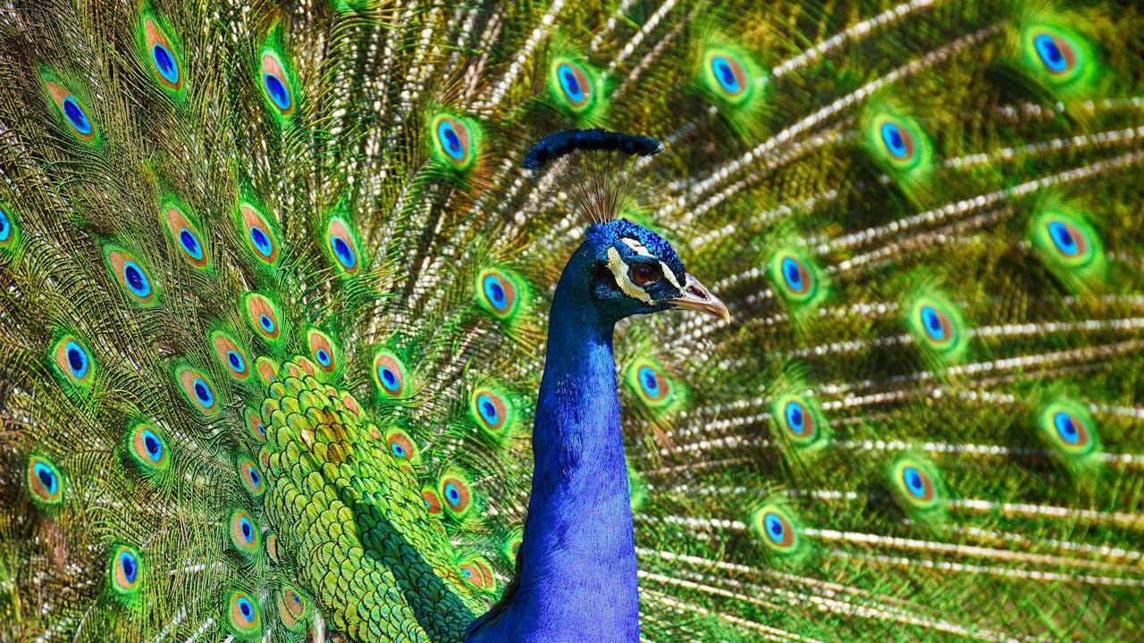 Maharashtra's peacock village: Where peacocks rule the roost Maharashtra's peacock village: Where peacocks rule the roost