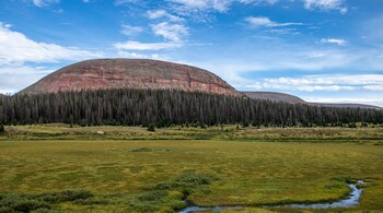 Australia's forest regeneration programme spans around 42 million hectares. By June 2023, over 37 million carbon credits, valued at $750 million to $1 billion, were issued for these projects. (Image credit: Caleb Jack via Pexels)