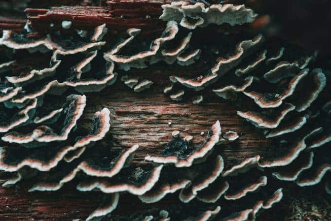 Mushroom menace in floor forces tenants to flee Rs 1.73 lakh-a-month UK apartment - Vimarsana News