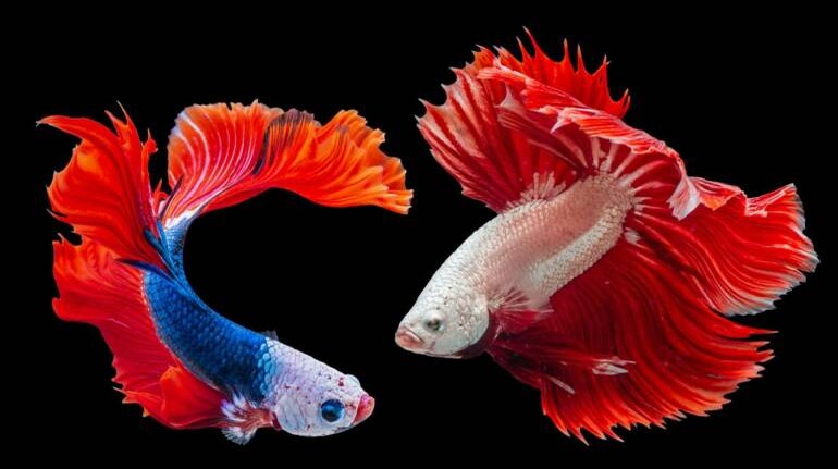Articles For Aquatic Pets – Pisces Pros