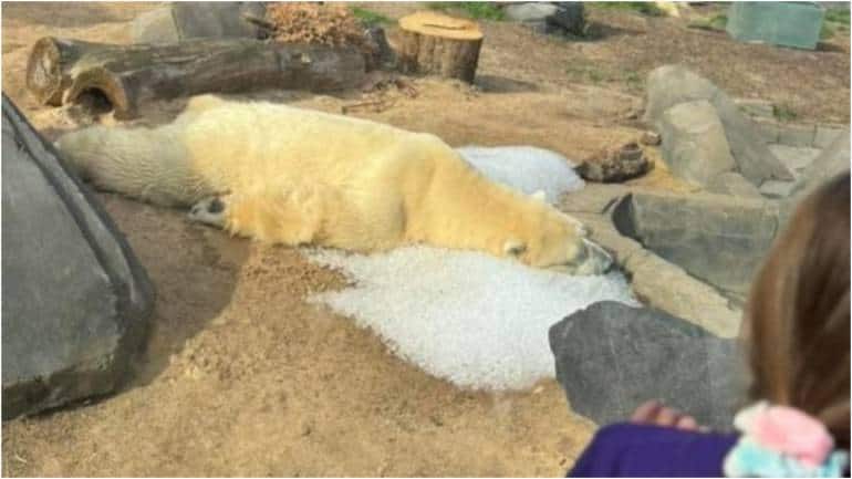 Pic of polar bear lying on pool of ice sparks outrage, US zoo shares clarification. Viral - Vimarsana News