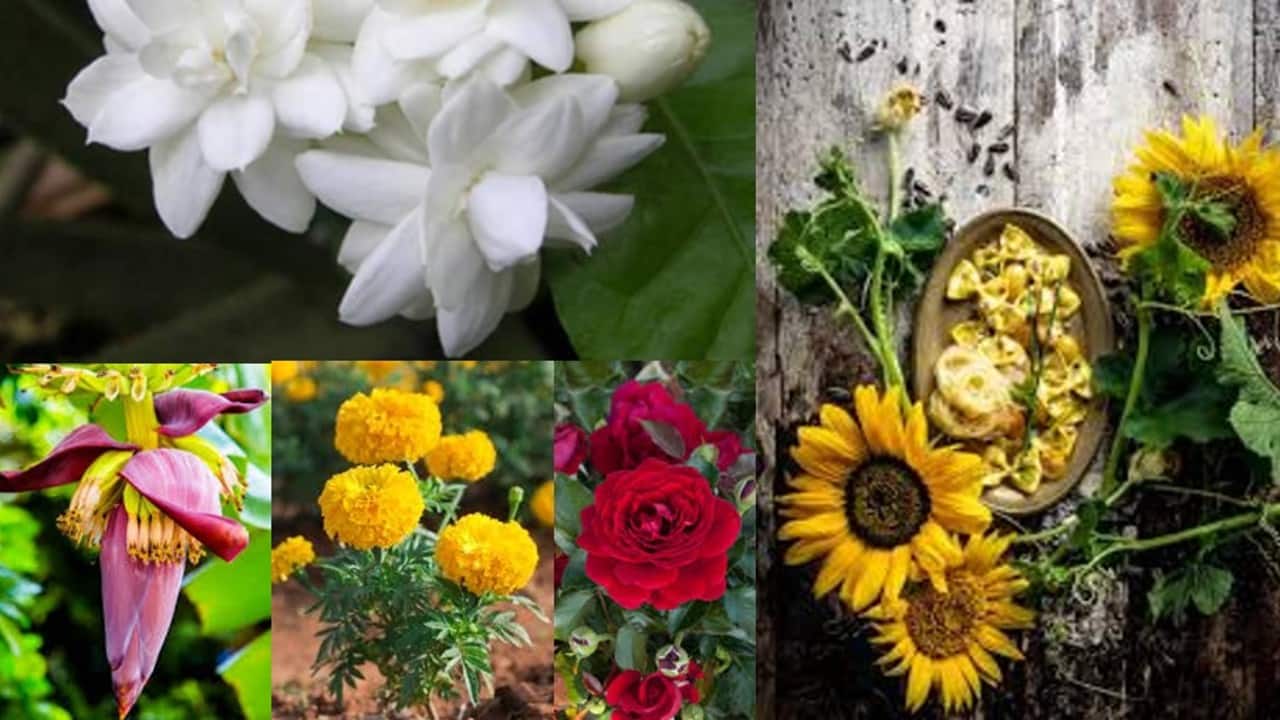 5 flowers to add a dose of taste, colour and health to your dishes 5 flowers to add a dose of taste, colour and health to your dishes