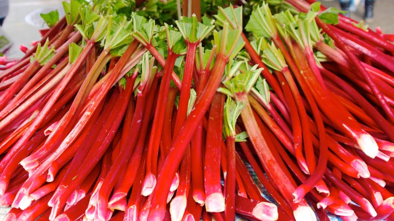 Rhubarb Rhubarb, rich in calcium, fiber, and vitamin K, offers a distinctive dietary addition. Its prebiotic fiber content supports healthy gut bacteria growth, contributing to overall digestive well-being (Image: Canva)