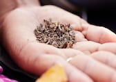 ITC, Godfrey Phillips shares rally after GST on cigarettes revised to 40%, here's why