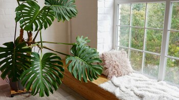 Benefits of indoor plants: Decorating your home with lush foliage is a good way to bring the temperature down. These botanical wonders not only lower temperatures but also infuse your interiors with a breath of fresh air (Image: Canva)