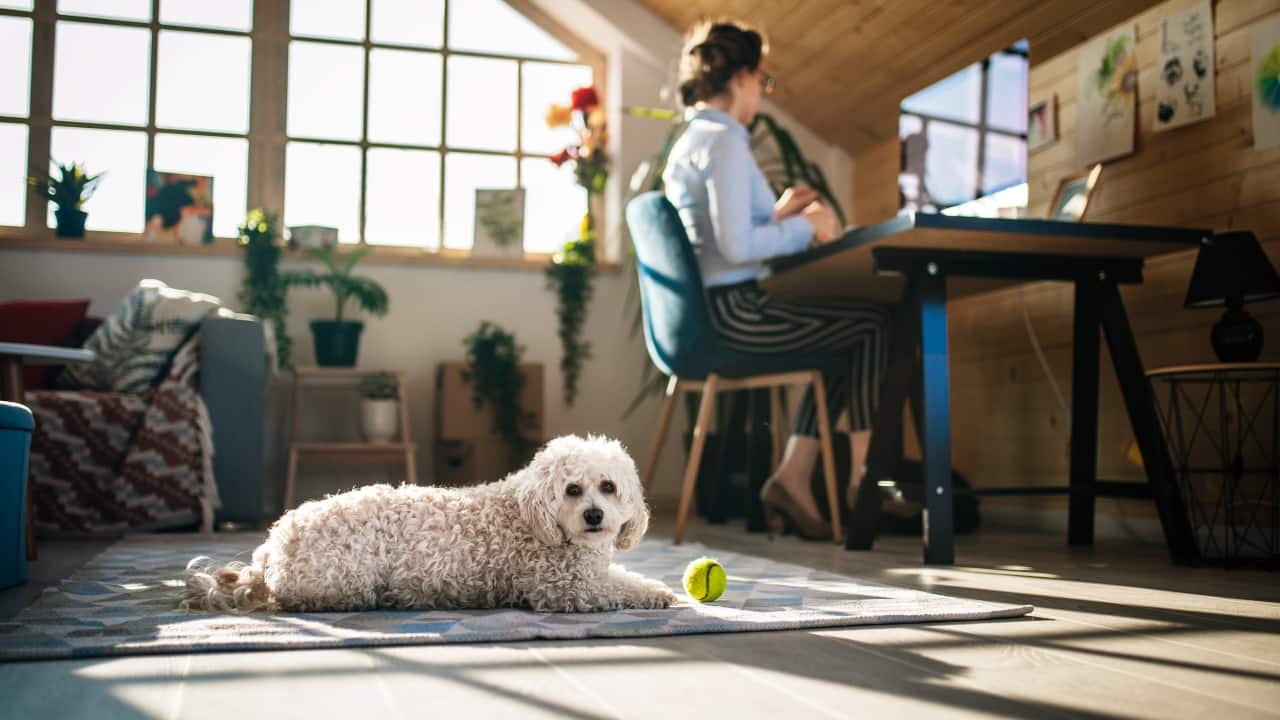 Dog-friendly home decor: Tips and tricks to create a stylish, safe space for your pup