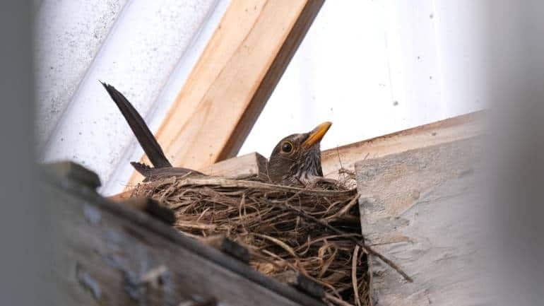 How to keep a bird nest safe in your home garden