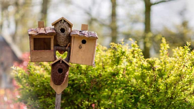Minimise disturbance: While it's tempting to check on bird nests regularly, excessive disturbance can cause stress to parent birds and their young. Keep human activity around nesting areas to a minimum, and avoid pruning or landscaping nearby until the nesting season is over (Image: Canva)