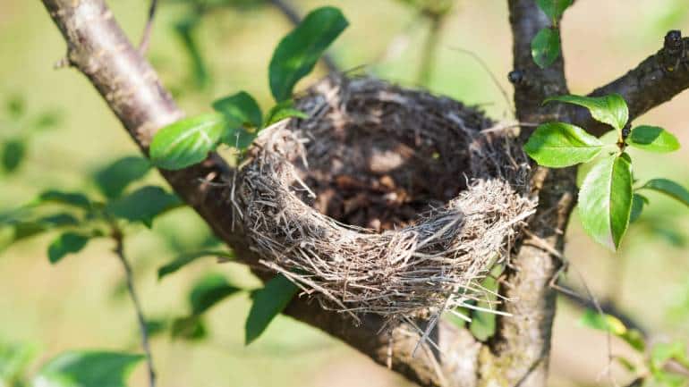 Monitor nesting behaviour: Keep an eye on nesting behaviour in your garden, but do so from a distance. Use binoculars or a camera with a telephoto lens to observe without causing disturbance. This allows you to track the progress of nesting birds while respecting their space.