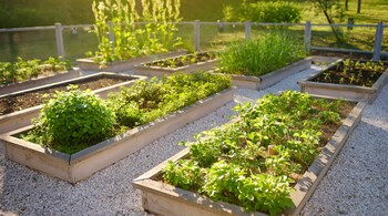 How to set up a kitchen garden: A south-facing area which gets maximum sunlight, even during winters is the ideal location for your greenhouse garden (Image: Canva)