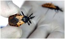 What is Chagas disease, an infection caused by 'kissing bugs' affecting 7 million people?