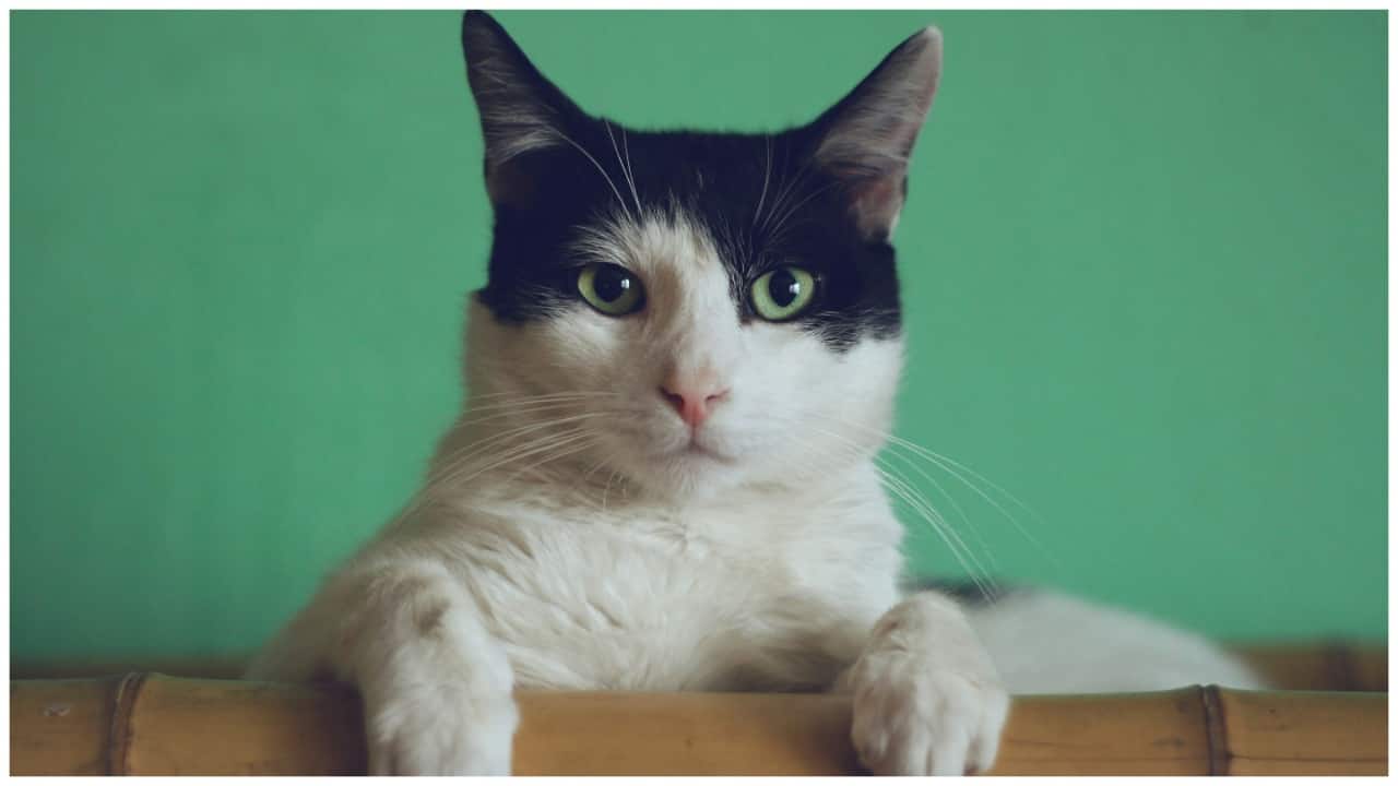 Gifted Chinese student rejected by top university for past history of killing, abusing cats - Vimarsana News