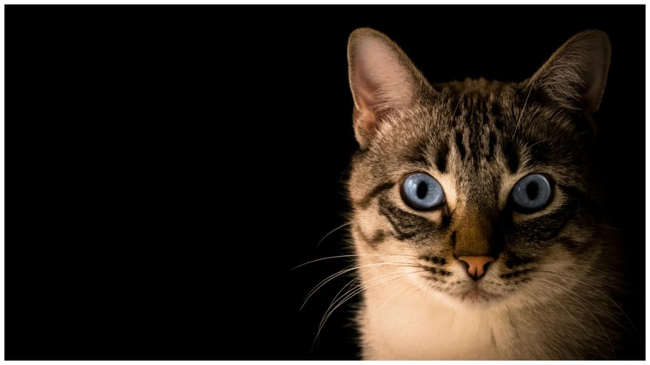 Cat in China accidentally turns on cooker and sets house on fire, causes Rs 11 lakh damage - Vimarsana News