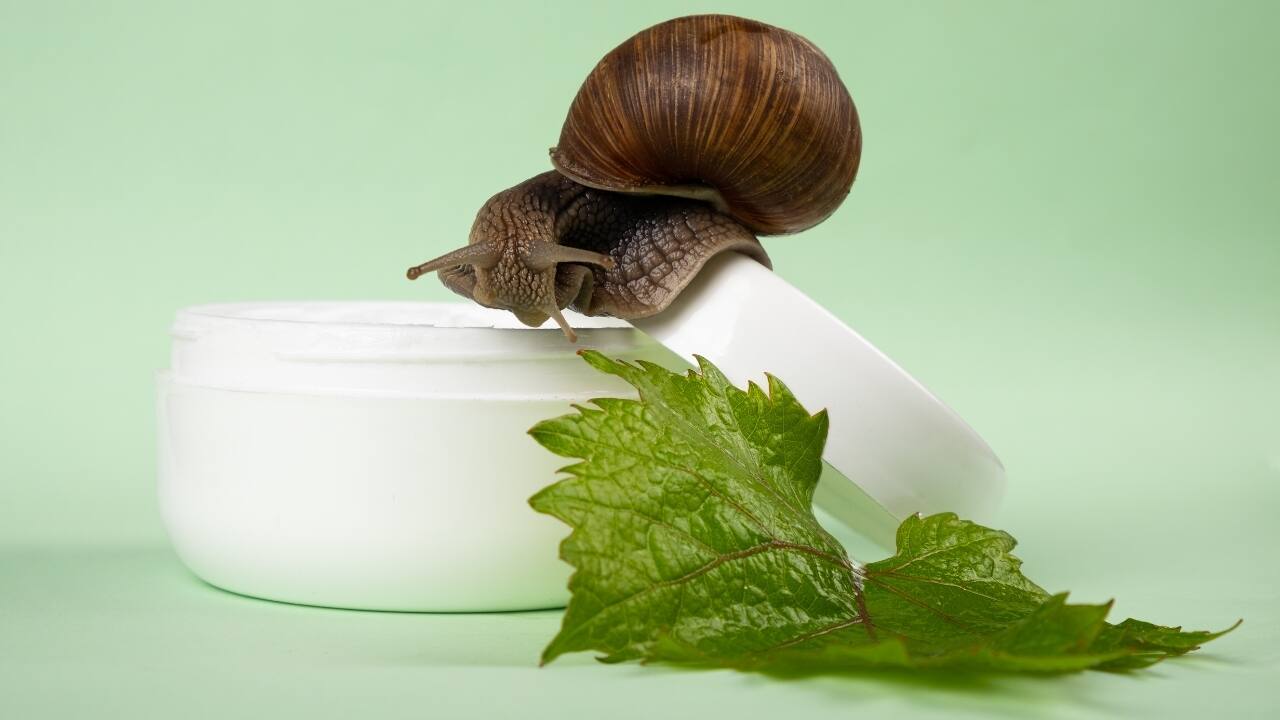 What makes the popular snail mucin a great addition to your skincare routine?