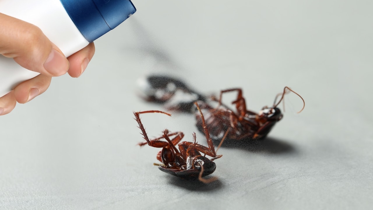 Pest control: Most effective tips to keep your home pest-free when the ...