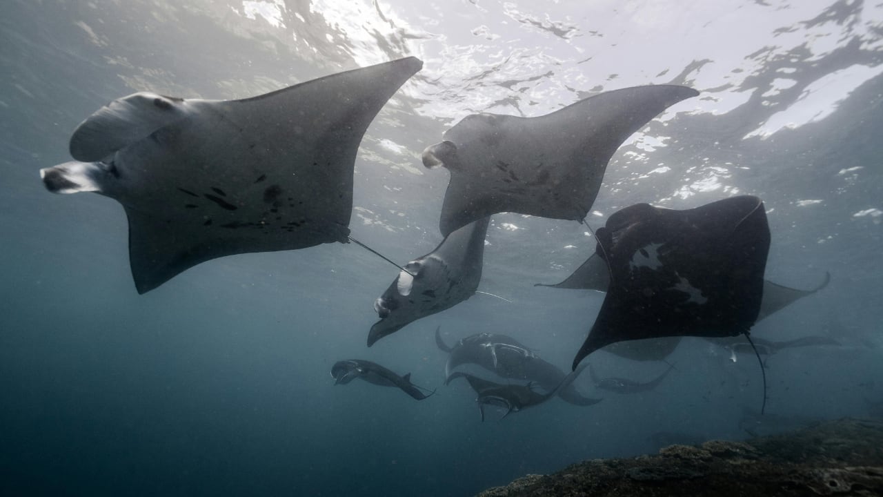 Climate change is causing marine ‘coldwaves’ too, killing wildlife Climate change is causing marine ‘coldwaves’ too, killing wildlife