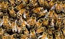 3-year-old complained of hearing 'monster voices' in bedroom. It was 60,000 bees