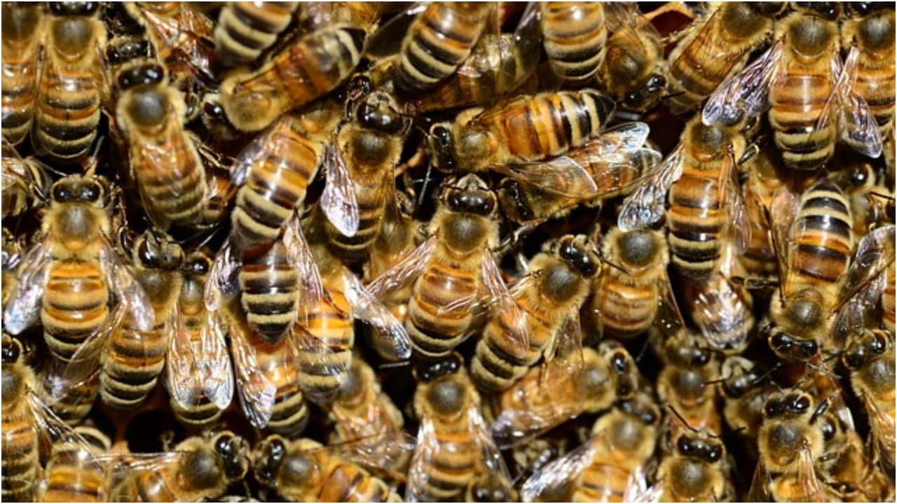 3-year-old complained of hearing 'monster voices' in bedroom. It was 60,000 bees - Vimarsana News