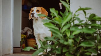 Pet parenting tips: Pay attention to the frequency and intensity of your dog's barks, as they may be trying to express their emotions in the only way they know how (Image: Canva)