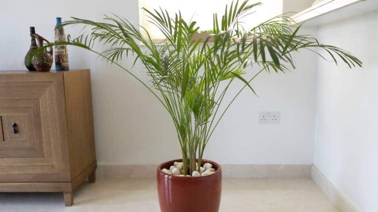 Bamboo palm: With its graceful fronds and tropical appeal, the bamboo palm is a favorite among pet owners seeking safe and stylish garden options. This non-toxic plant thrives in low-light conditions and is suitable for both indoor and outdoor environments (Image: Canva)