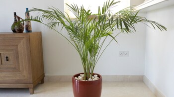Benefits of indoor plants: They enhance positive energy in your home. Plants such as ferns and palms are a good option, or grow Tulsi (holy basil) in the north-east (Image: Canva)