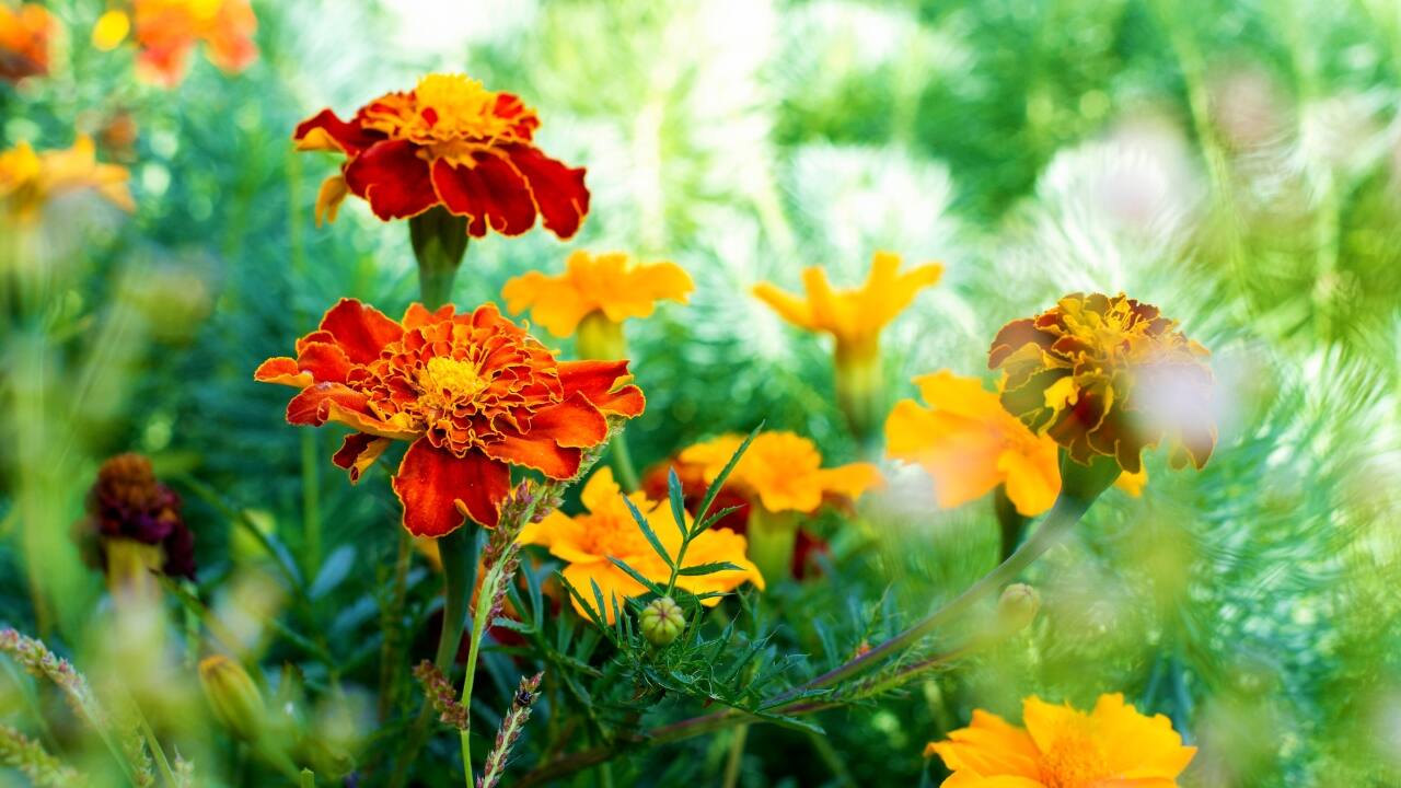 Marigold: This cheerful blooms has natural pest-repelling properties. The marigold is a pet-friendly addition to any garden. Safe for dogs and cats, this hardy annual thrives in sunny locations and adds a splash of colour to flower beds and borders (Image Canva)