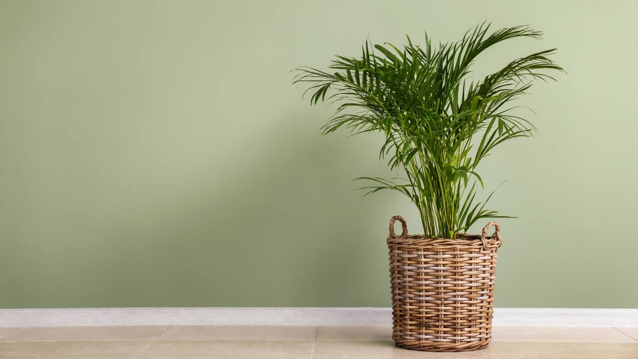 Areca palm: With its arching fronds and vibrant green foliage, the areca palm is a pet-friendly option if you are looking at a touch of tropical paradise. Safe for dogs and cats, this low-maintenance plant thrives in bright, indirect light and adds a sense of tranquility to outdoor spaces (Image: Canva)