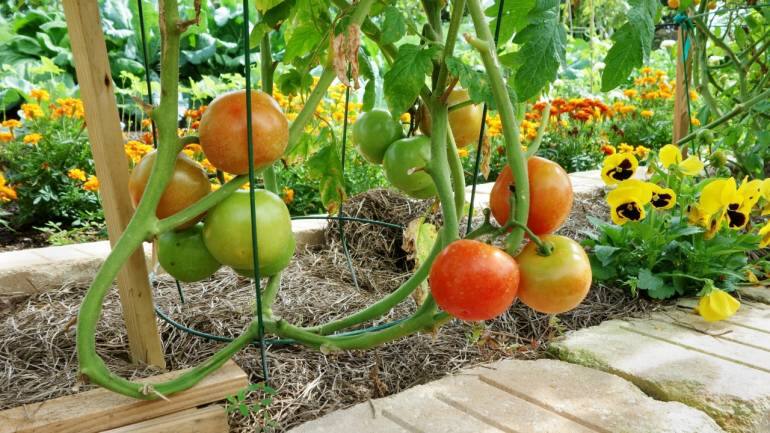 Kitchen garden tips: Sow these 5 vegetables in your home garden in May