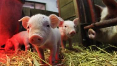 If pigs get bird flu, we could be in for a real nightmare If pigs get bird flu, we could be in for a real nightmare