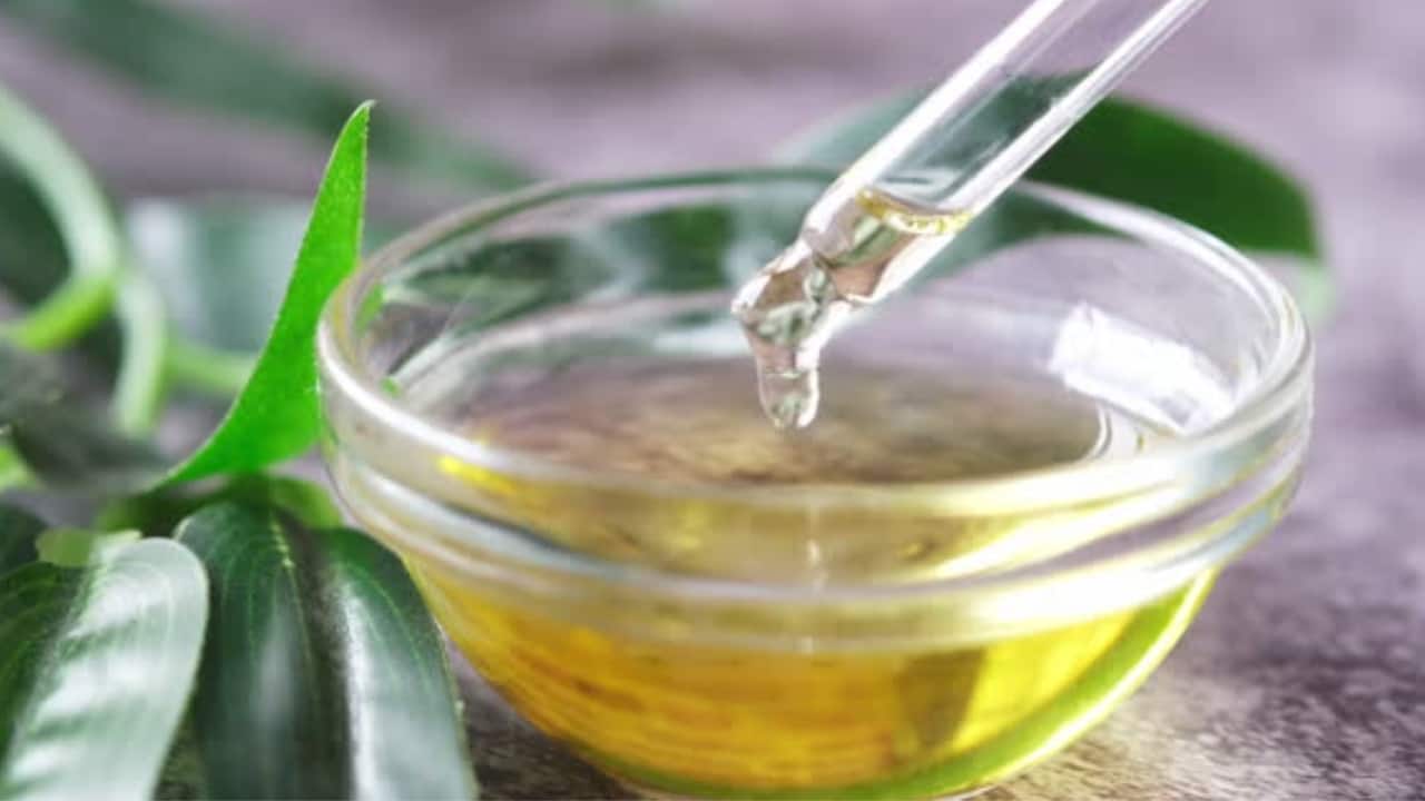 Lemon Eucalyptus Oil: Derived from the lemon eucalyptus tree, this oil has earned approval from the CDC for its effectiveness against mosquitoes. A mixture containing 32 percent lemon eucalyptus oil provides over 95 percent protection for up to 3 hours. It can be blended with sunflower oil or witch hazel for application, with caution advised for children under 3. (Image: Canva)