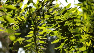 Neem oil: Despite mixed results regarding its effectiveness, neem oil has shown promise in repelling mosquitoes. Diluted solutions can be applied to the skin, with extra virgin, cold-pressed neem oil being recommended. (Image: Canva)