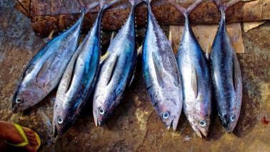 1. Fatty Fish: Fatty fish varieties such as salmon, trout, and tuna are notable sources of protein and omega-3 fatty acids. These nutrients not only assist in lowering triglyceride levels but also play a vital role in reducing blood pressure, which is essential for kidney health. It's advisable to consider the phosphorus and potassium content of fish, especially for those with chronic kidney disease (CKD). (Image: Canva)