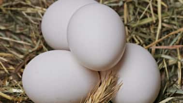 11. Egg Whites: Recommended for individuals with kidney problems, egg whites offer essential protein, particularly beneficial for managing CKD, especially in later stages or during dialysis. (Image: Canva).