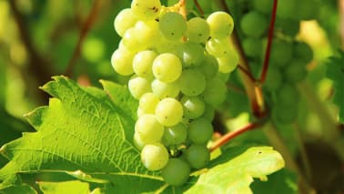 Grapes: While grapes are a delightful snack in their natural state, microwaving them can lead to unexpected results, says Noida- based nutritionist Rashmi Sharma When halved and exposed to microwave energy, grapes can produce plasma, resembling miniature flames. This phenomenon arises from uneven heating, creating pockets of electromagnetism. (Image: Canva)