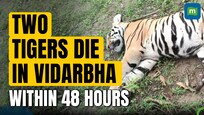Two tigers die within 48 hours in Vidarbha region of Maharashtra