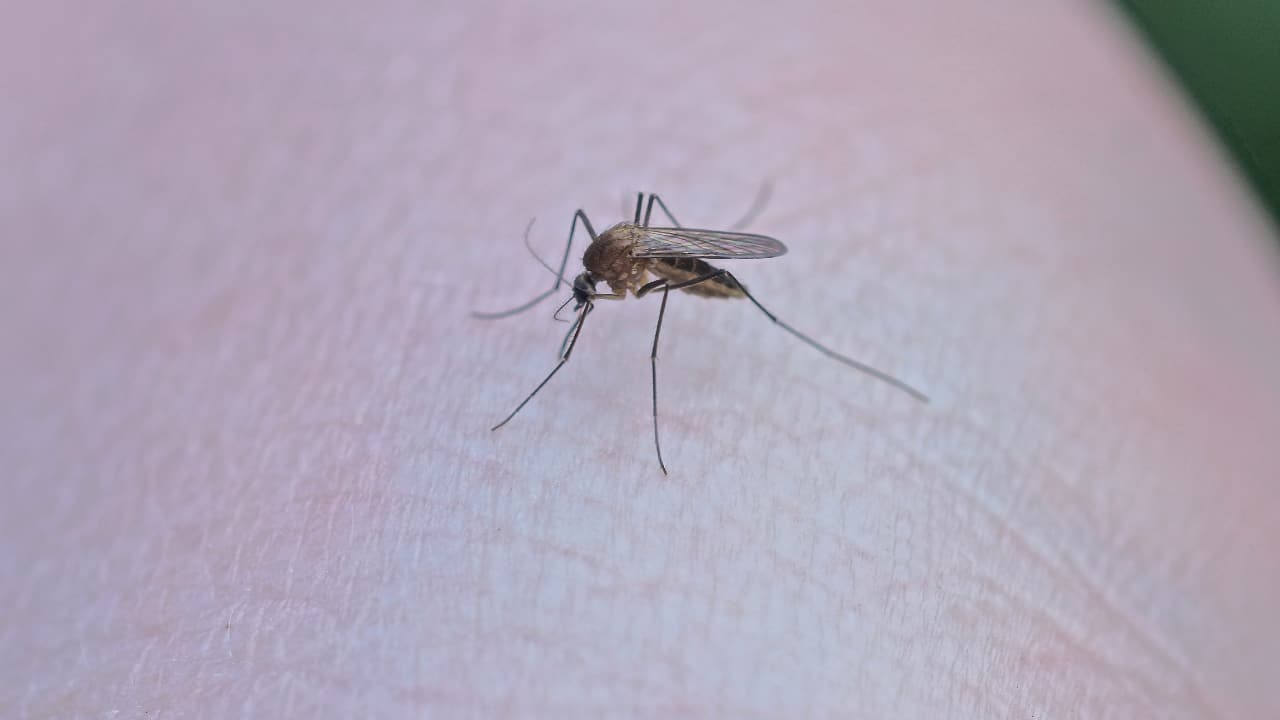 National Dengue Day 2024: Look out for these symptoms for early diagnosis and treatment