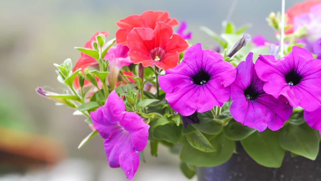 Stackable plants: Best gardening tip you can follow this summer