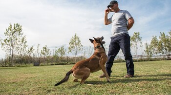 Regular exercises for dogs helps maintain a healthy weight, reduce the risk of obesity and related health issues such as diabetes and joint problems in your furry friends (Image: Canva)